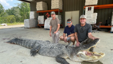 Capturan gigantesco cocodrilo en Mississippi pesaba más de 300 kilos