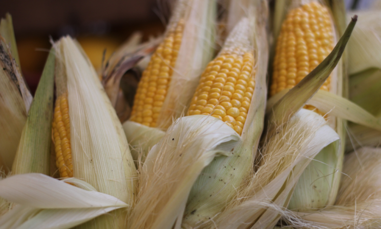 Disputa con EU por maíz transgénico podría costar 20 mil mdd