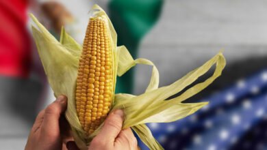 Estados Unidos pide panel arbitral a México sobre maíz transgénico