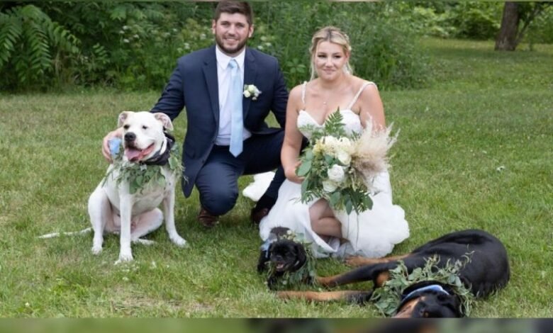 Se casan en veterinaria para que su perrito enfermo los acompañe