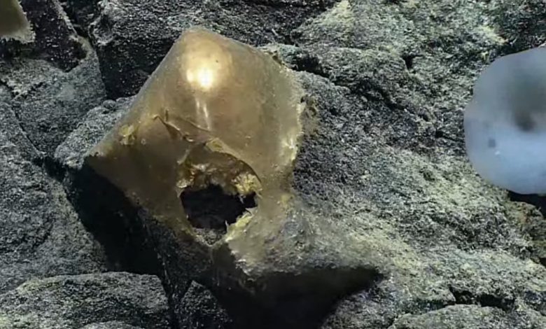 Analizan misterioso “huevo dorado” descubierto en la profundidad del océano en Alaska