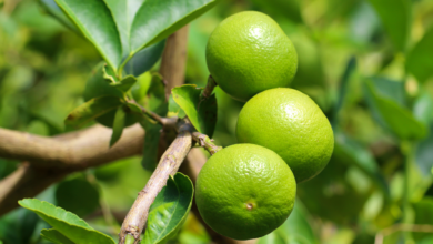 Aumento en el precio del limón es por fiestas patrias Profeco