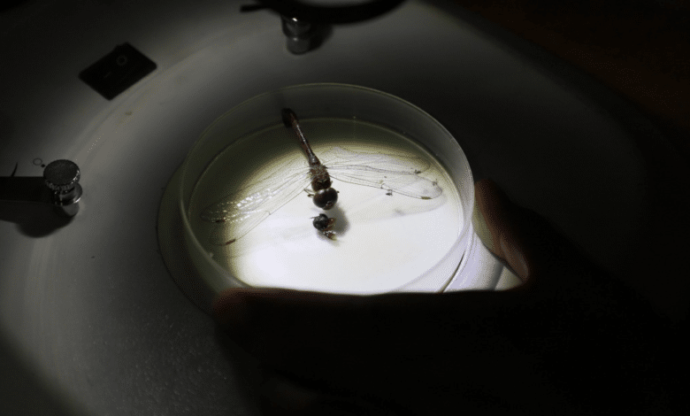 Esterilización de insectos, una vía orgánica para luchar contra las plagas