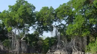 Manglar Tabasco.