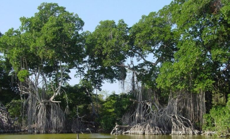 Manglar Tabasco.