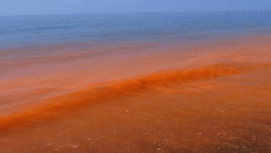 Alertan por Marea Roja en playas de Centla