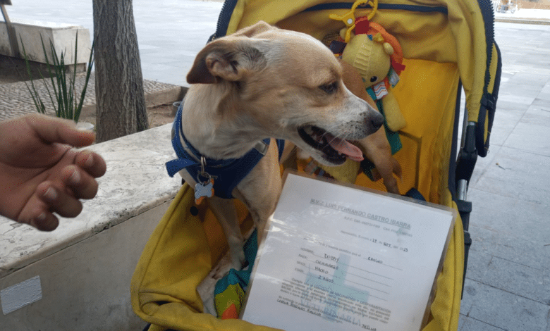 Mujer denuncia discriminación a su perrito de apoyo en Tabasco
