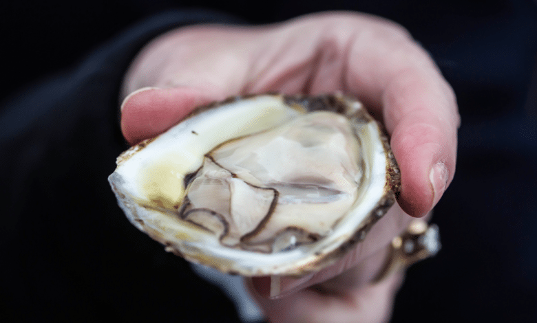 Prohíben consumir ostiones por salmonela en Paraíso