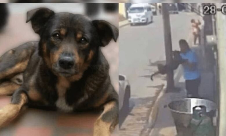 Dictan sentencia a ex policía que asesinó al perrito "Scooby" 