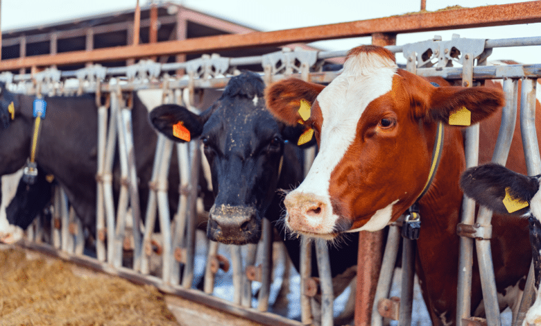 Sequía en Tabasco golpeó el 'bolsillo' de los ganaderos