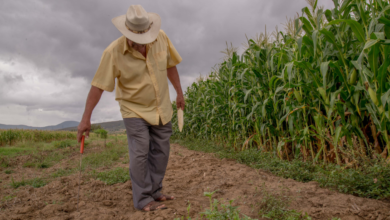 Alto costo de insumos golpea a productores agropecuarios