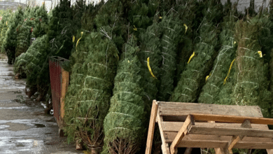 Llegan árboles navideños a Villahermosa