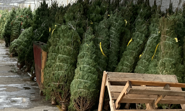 Llegan árboles navideños a Villahermosa