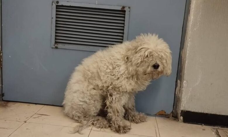 Perro "Oci" pudo morir en las vías del Metro pero fue rescatado