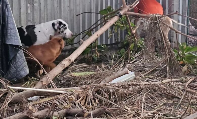 Hallan al menos 60 'lomitos' fallecidos en Acapulco tras paso de Otis