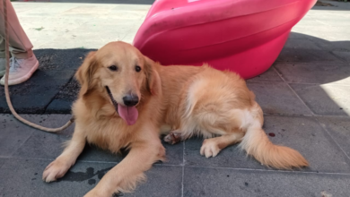 'Enso', el primer perrito 'terapeuta' en Tabasco