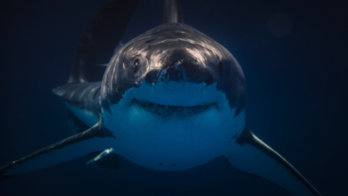 Joven graba cuando es atacado por un tiburón en Australia