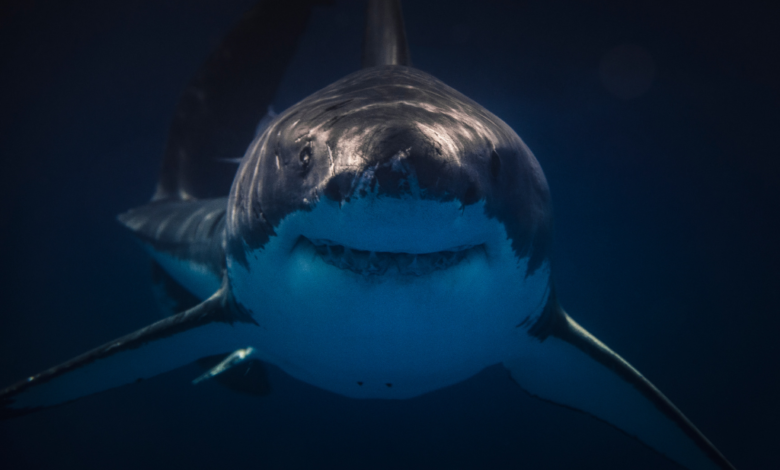 Joven graba cuando es atacado por un tiburón en Australia
