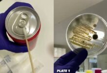 Video muestra qué tan contaminadas están las latas de refresco