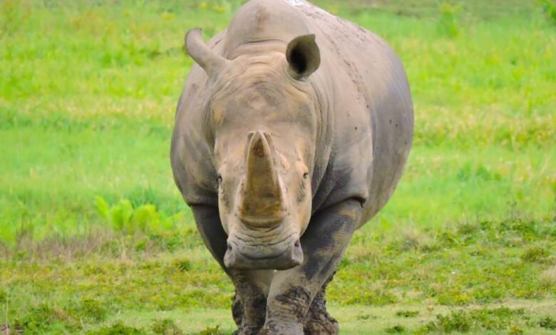 Muere Cuco rinoceronte blanco en Tabasco