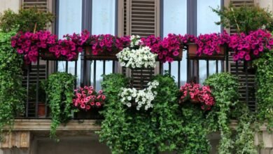 Cinco plantas con flores resistentes al sol ideales para un balcón 