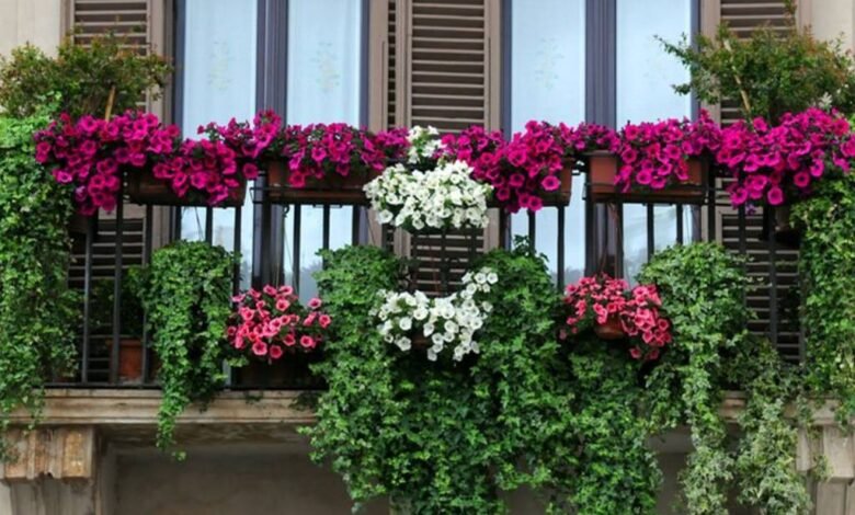 Cinco plantas con flores resistentes al sol ideales para un balcón 