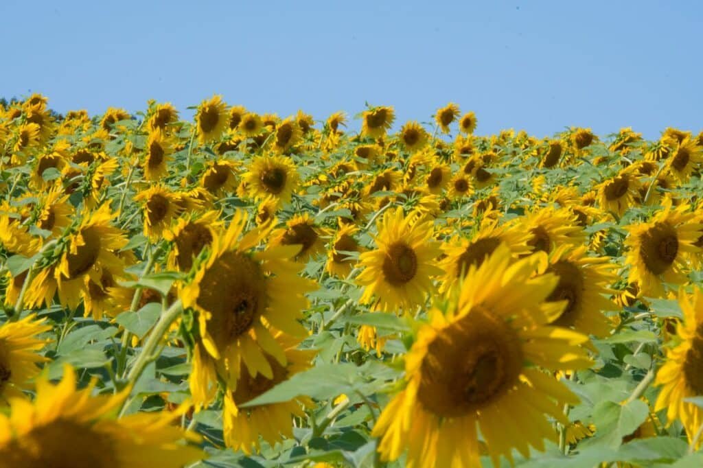 Campo de Girasoles en Cárdenas, Tabasco