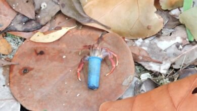 Cangrejos ermitaños prefieren tapas de plástico que conchas