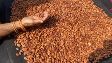 Contra reducción de superficie sembrada, Tabasco sigue como principal productor de cacao
