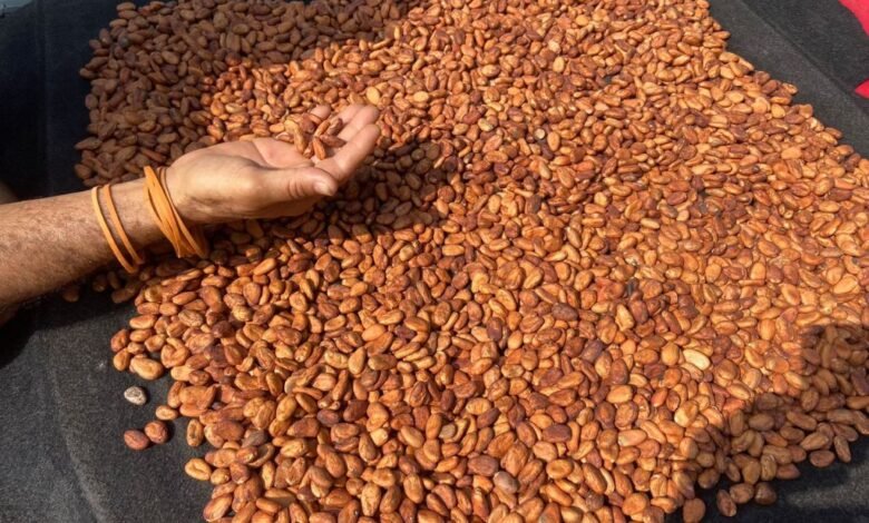 Contra reducción de superficie sembrada, Tabasco sigue como principal productor de cacao