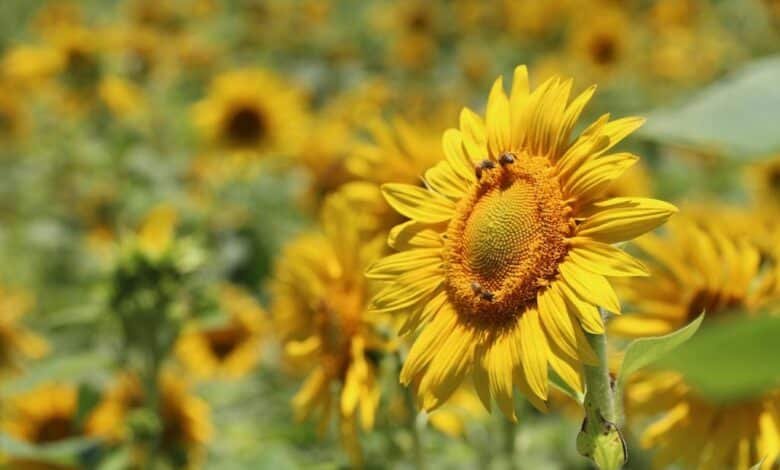 Descubre el Santuario Floral de Cárdenas Agro Joven a menos de una hora de Villahermosa