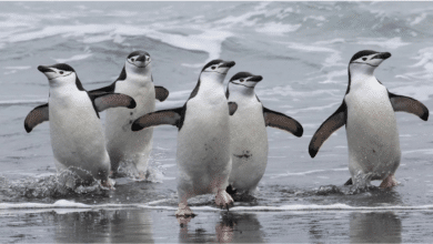 ¡Impresionante! Captan la colonia de pingüinos más grande en todo el mundo