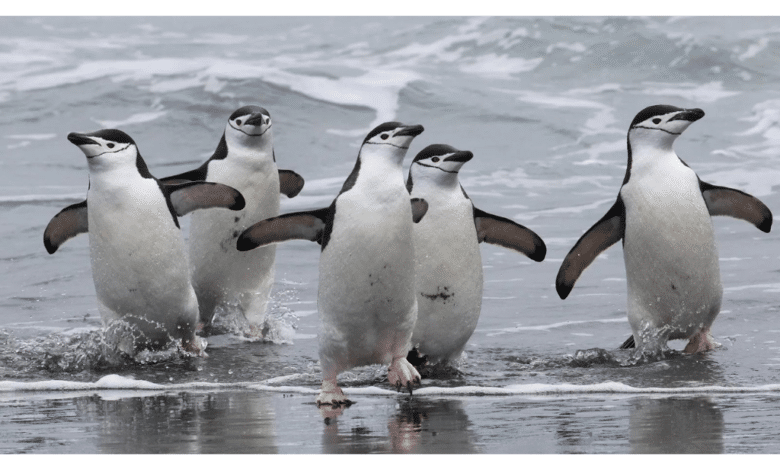 ¡Impresionante! Captan la colonia de pingüinos más grande en todo el mundo