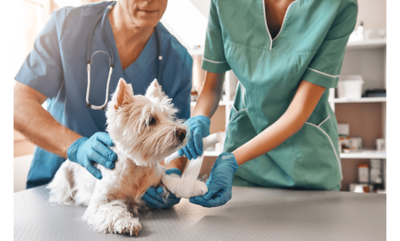 Veterinarias públicas serán una realidad en todo México