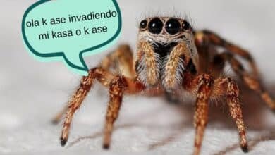 Hombre descubre araña y nido en su oído durante revisión médica VIDEO