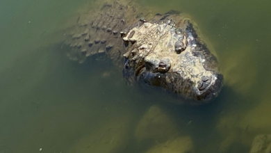 Laguna de las Ilusiones con mayor población de cocodrilos por kilómetro cuadrado