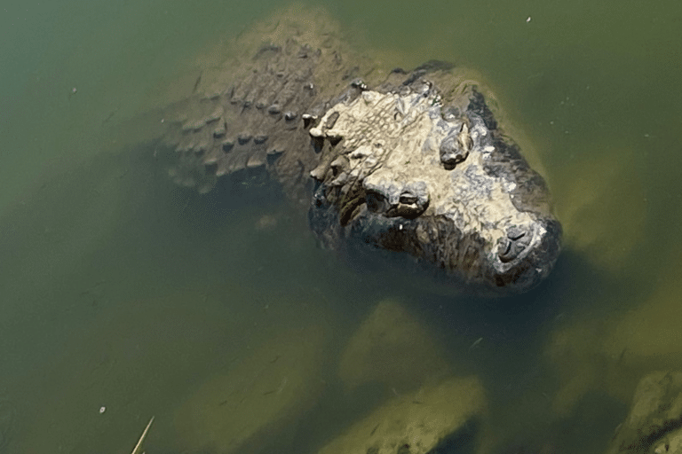 Laguna de las Ilusiones con mayor población de cocodrilos por kilómetro cuadrado