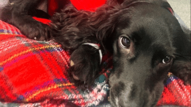 Perrita.