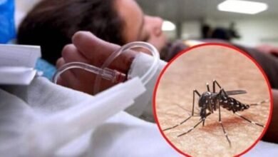 Verdadero “dengue” los mosquitos, que se reproducen más con las lluvias