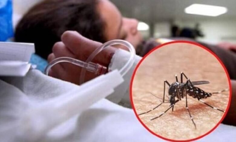 Verdadero “dengue” los mosquitos, que se reproducen más con las lluvias