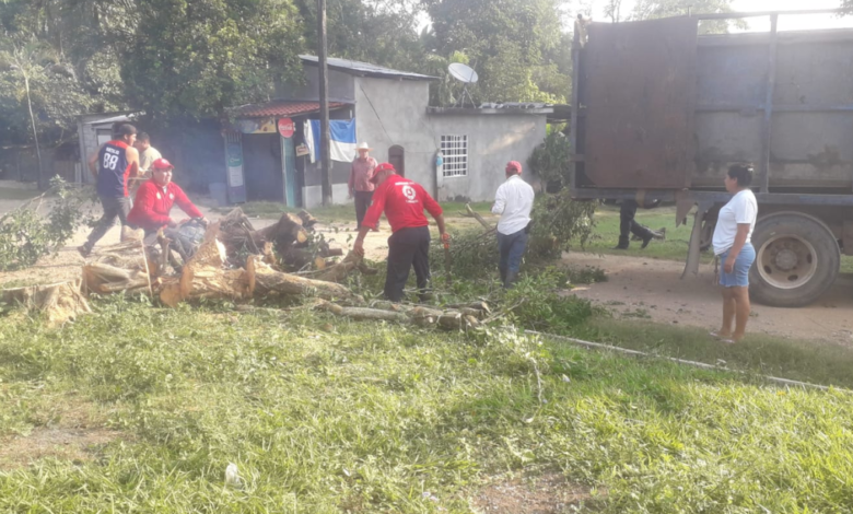 Recibe IPCET cinco solicitudes para desmorre de árboles en Centro