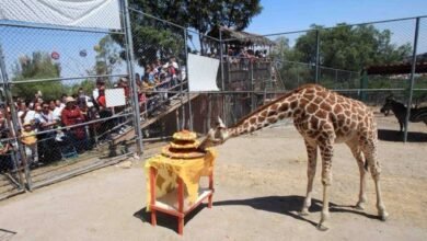 Jirafa Guga murió en parque ecológico de Ecatepec