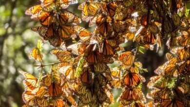 Anuncia Michoacán Festival de la Mariposa Monarca 2024
