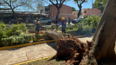 Caída de árbol colapsa tráfico vehicular en velódromo de Ciudad Deportiva