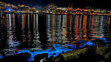 ¿Sabías que en Baja California Sur hay varias playas donde puedes ver bioluminiscencia?