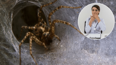 VIDEO: Doctora descubrió una araña dentro de su oído en Tabasco