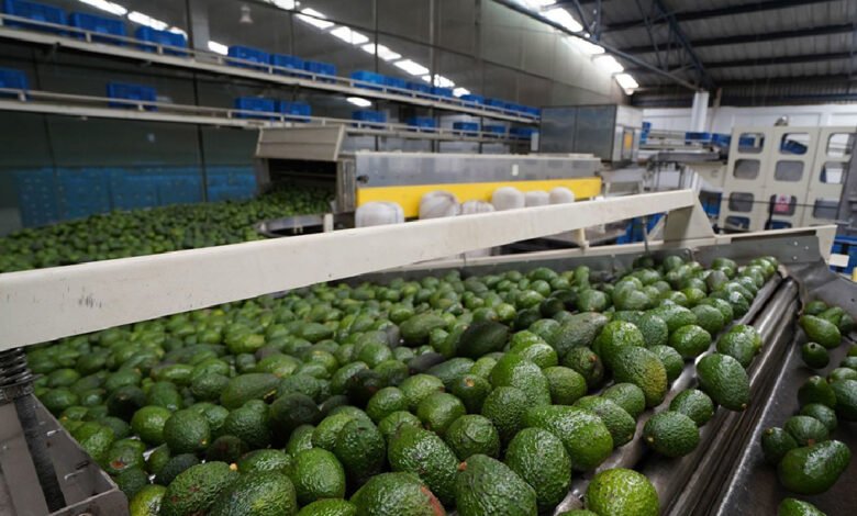 EU pide mecanismo laboral T-MEC contra productora de guacamole