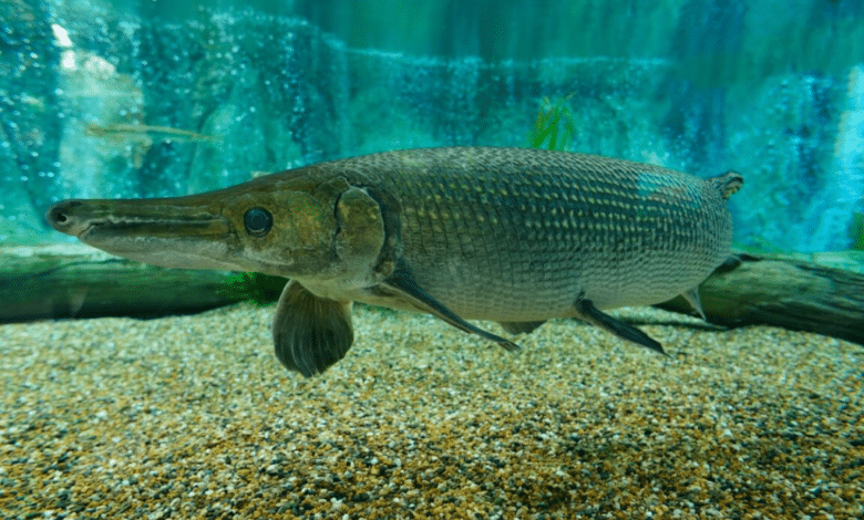 En peligro de extinción peces nativos de Tabasco