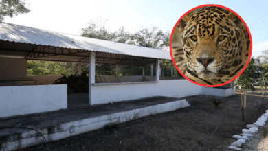 Jaguar 'Dasha' se queda en parque La Venta