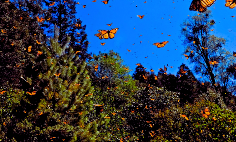 Mariposa monarca una disminución preocupante en su hábitat invernal